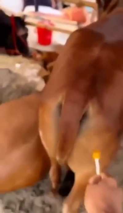 🐄