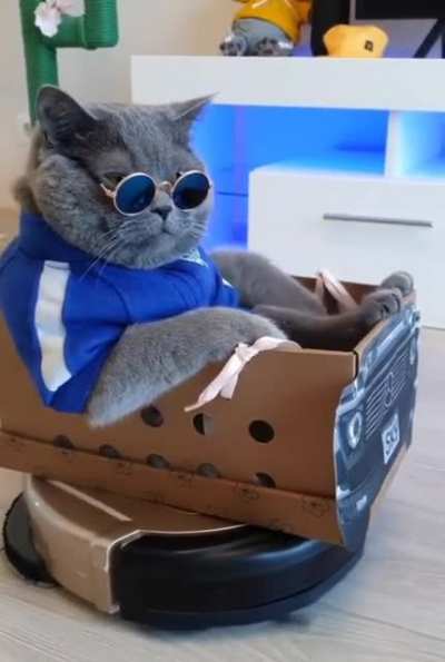 cat