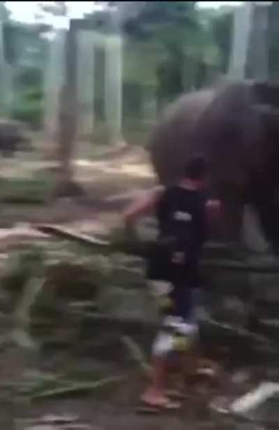 Elephant bitch slaps annoying patronising guy