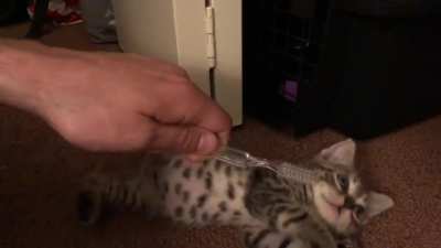 Котик