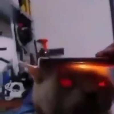 🐈 💀