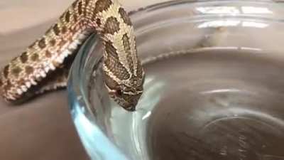 Old video of a slithery thirsty boi