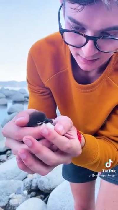 Saving a baby duck stuck between rocks