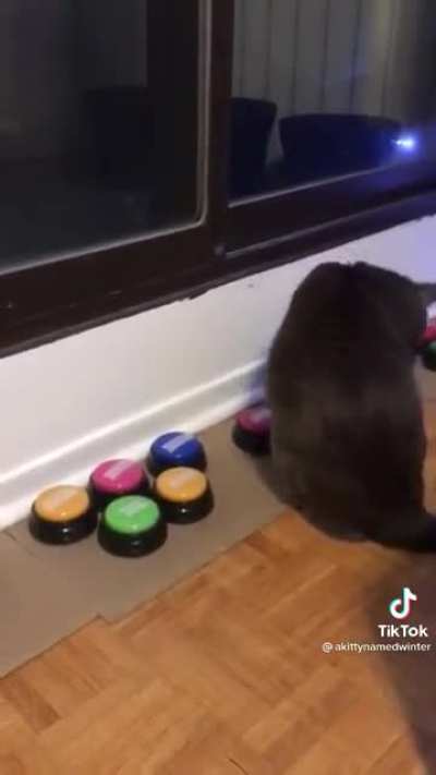 This cat can use buttons to communicate
