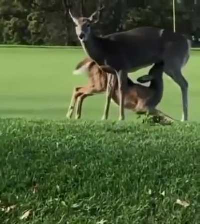 They’re evolving