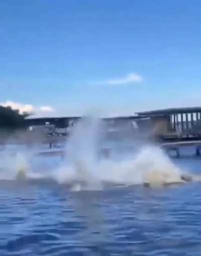 Dog swimming while suddenly..
