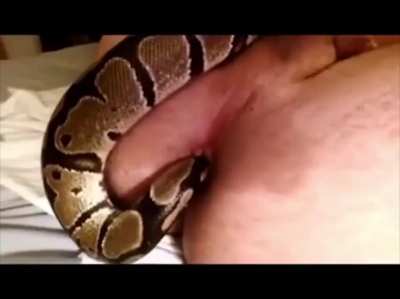 There's a snake in my ass