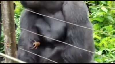 Big Monkee caring for smol monkee