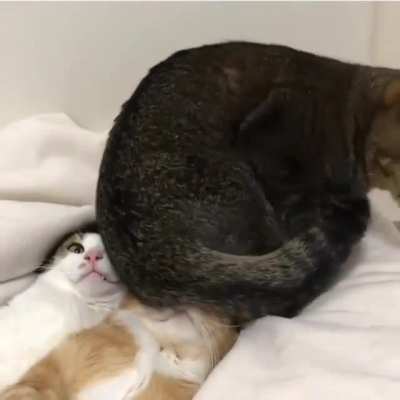 This looks like a comfy spot for a chonk to sit