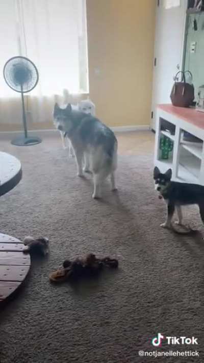 Only dogs allowed.