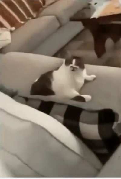 The dominance lick