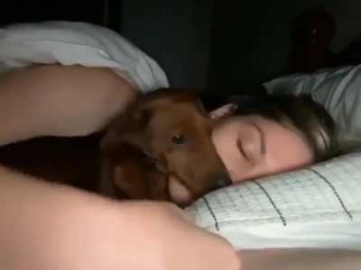 he just wants to feel close and safe 🐶💖