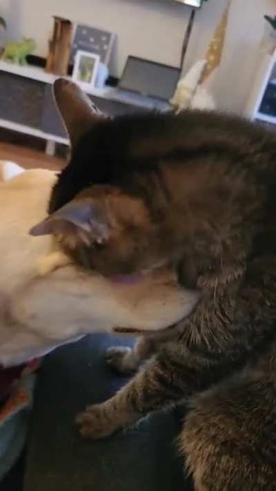 Reciprocating love