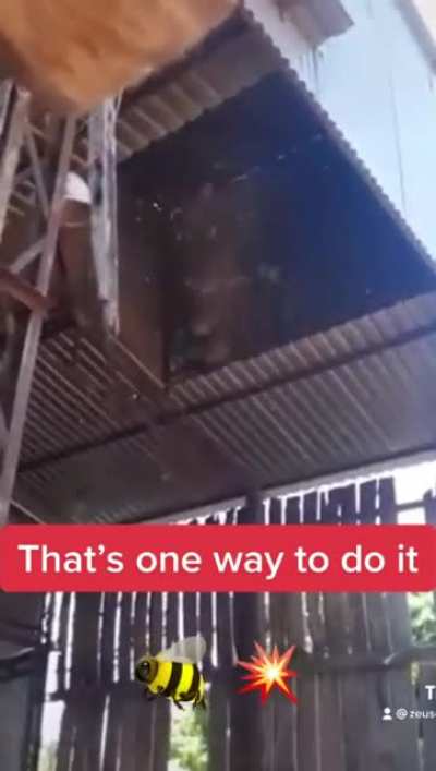 Blowing up a wasp nest with fire crackers