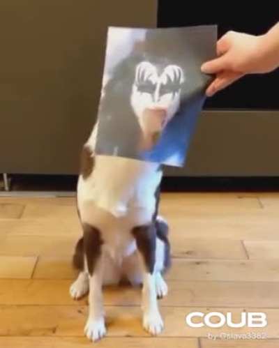 DogoKiss