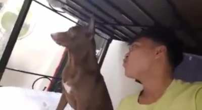 Wrong doggo.