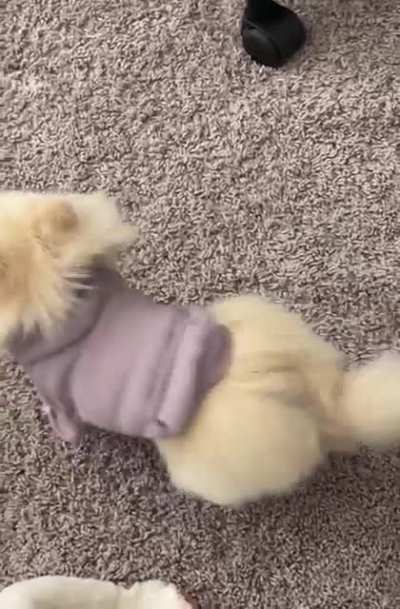Does anyone else’s Pom scream? Ours seems to do it sometimes for attention or when she’s throwing a fit and I can’t help but laugh every time she does it