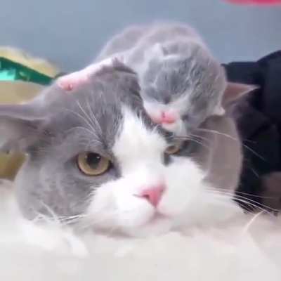 Kitten cap