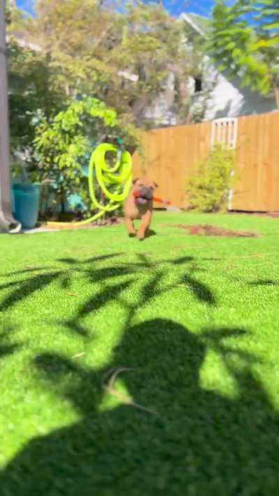 Fetch