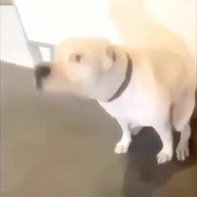 Baila re piola