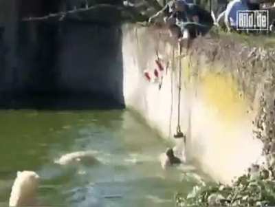 In 2009, a depressed German teacher jumped into the Polar Bear enclosure at the Berlin Zoo.