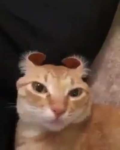 wunk trick