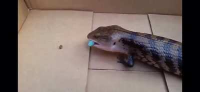 Big Lizard