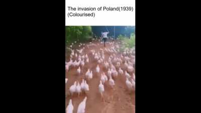 Germany pog