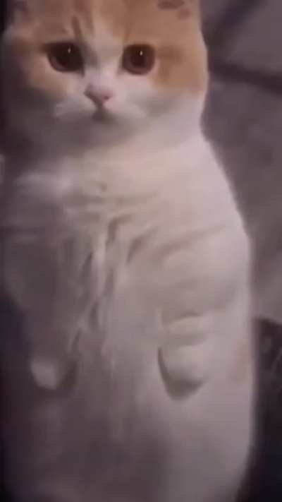 Confused Kitty