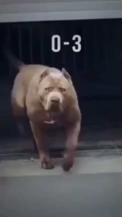 Pitbull on top 💪