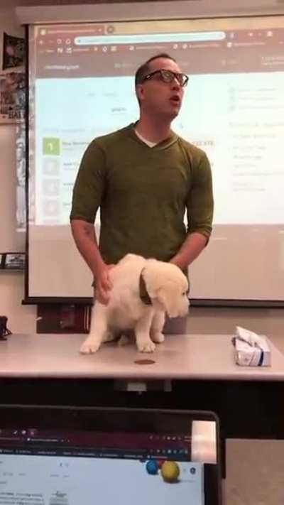 Poor dog never stood a chance.