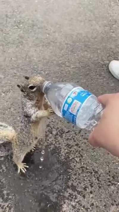 Homies aren’t limited to humans