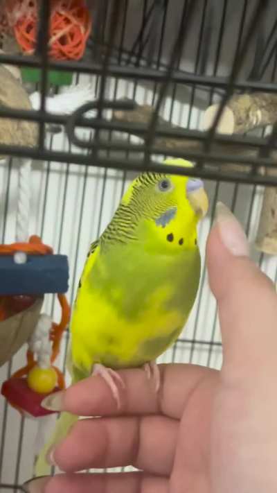 Scritching the tennis ball