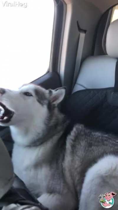 Road trippin' with Huskies be like...