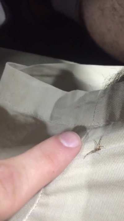 my pet spider