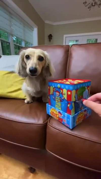 Never scare a dachshund