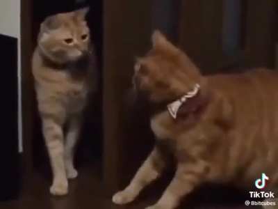 kitty fight