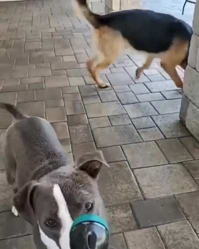 Reservoir dogs)