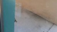 So there a trash panda living outside my store.