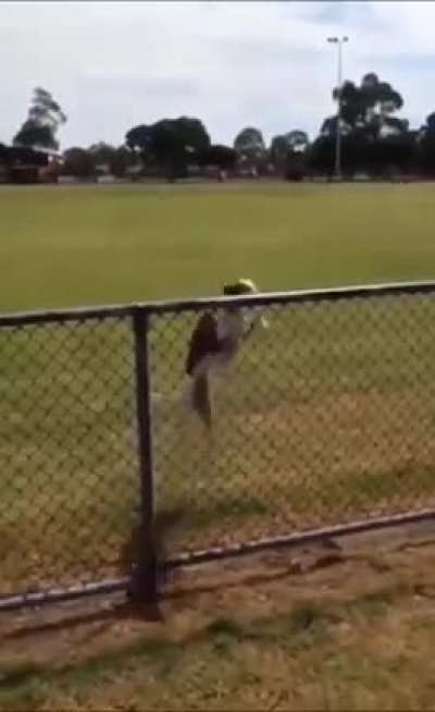 Dog does a jump
