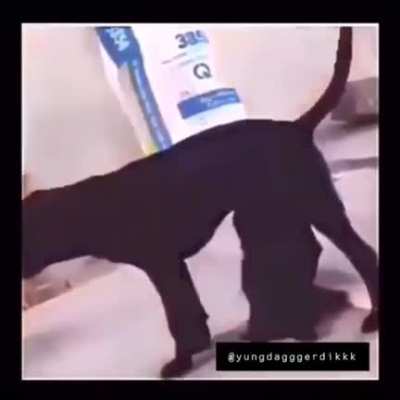 Poor dog