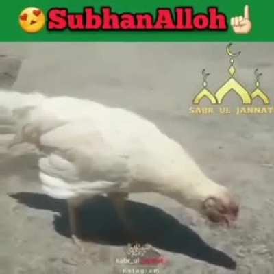 cock