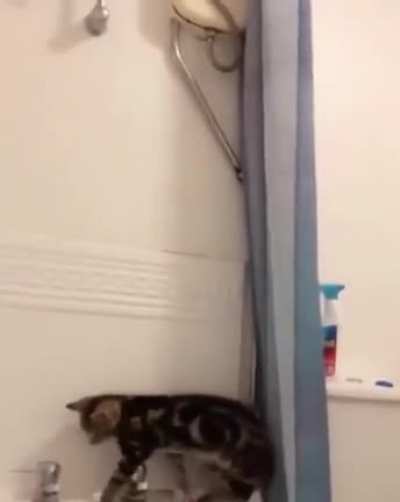 Curious kitty does not like tub