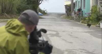 Cat Rushes towards the Cameraman