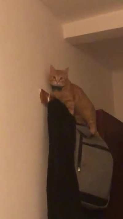 On the job as a cat