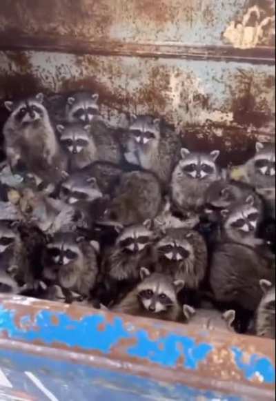 Raccoon city