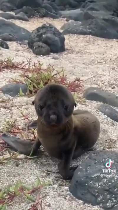 🔥 A close encounter with an baby sea lion on a  beach in Ecuador.