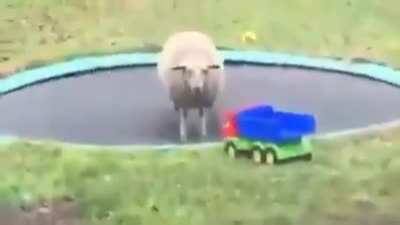 Just having some fun outside caw caw