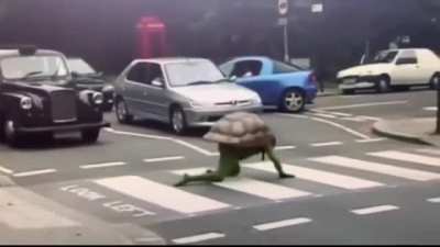 not much just turtle
