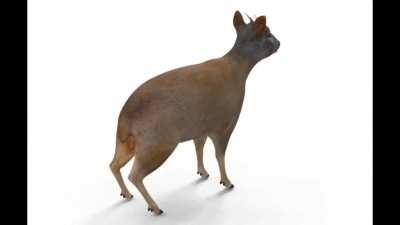 360 degrees Chilean Pudú